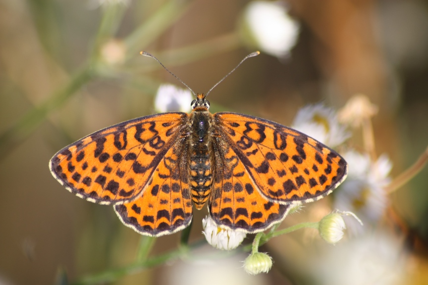 Melitaea athalia - Nymphalidae.........dal Trentino